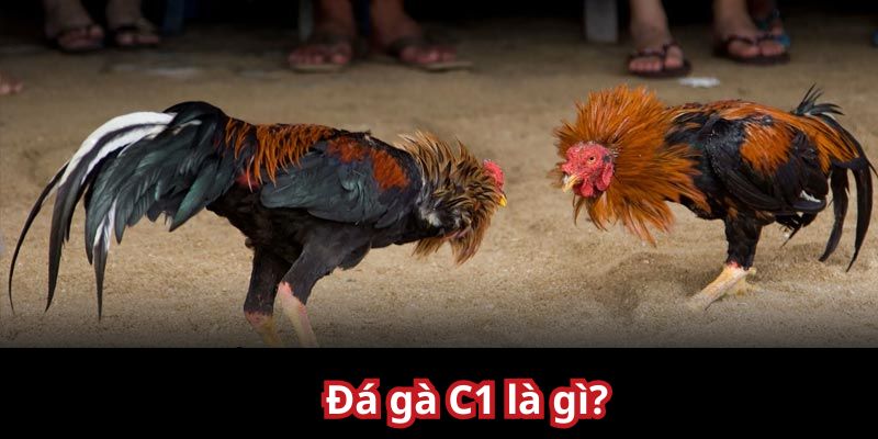 Thông tin về đá gà C1 tại 98WIN