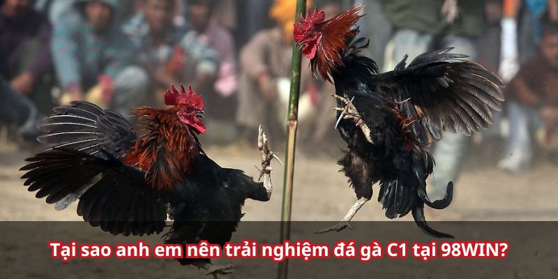 Sức hút của giải đá gà C1 trứ danh